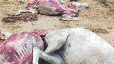 كشف تفاصيل العثور على حمير مذبوحة بقطعة أرض فى الخانكة..  