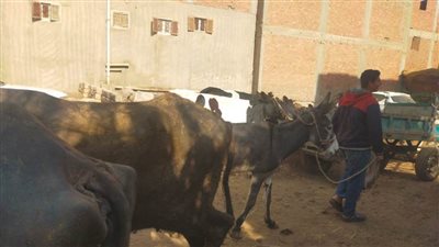 غدَا.. بيطري الغربية يطلق الحملة القومية الثالثة لتحصين المواشي ضد الحمى القلاعية