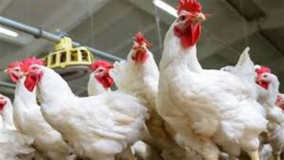 بورصة الدواجن.. أسعار الفراخ والبيض اليوم 