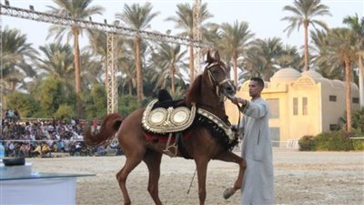 مثقفون وأدباء يؤكدون قيمة الخيل ومكانتها في الأدب والتراث الشعبي المصري والعربي