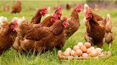 بورصة الدواجن.. أسعار الفراخ البيضاء والكتاكيت والبيض اليوم