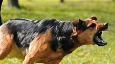 تماثل المصابين للشفاء في حادث عقر كلب ضال بملوي بالمنيا