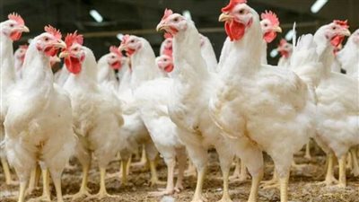 بورصة الدواجن اليوم.. أسعار الفراخ البيضاء والكتاكيت والبيض