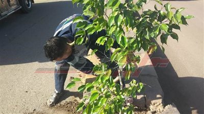 زراعة الأشجار بكفر الشيخ ضمن المبادرة الرئاسية 