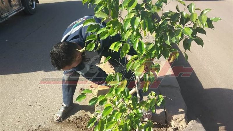 زراعة الأشجار