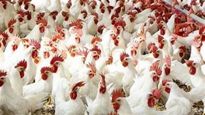 انخفاض أسعار الفراخ البيضاء اليوم في بورصة الدواجن