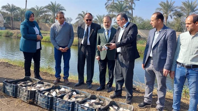 حصاد السمك البلطى