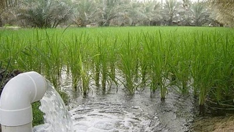 زراعة محصول الأرز