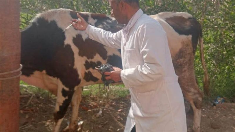 تحصين الماشية