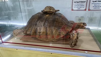 محافظ كفر الشيخ يزور متحف الأحياء