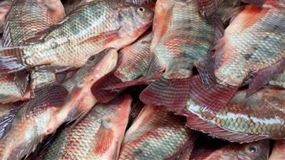 البلطي بـ90 جنيهًا.. أسعار الأسماك اليوم الأربعاء 11 ديسمبر 