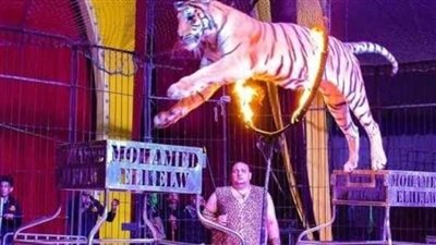 إقبال جماهيري على برنامج سيرك محمد الحلو بنادي ٦ أكتوبر