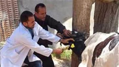 بيطري الغربية: تحصين 261 ألف رأس ماشية ضد مرضي الحمى القلاعية وحمى الوادي المتصدع