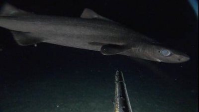 عاجل| كاميرا تغوص على عمق1067 مترًا تحت قاع البحر.. وتلتقط صورًا مرعبة