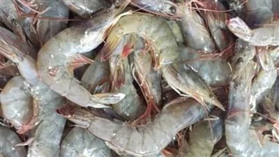 الجمبري بـ 630 جنيهًا والبلطي بـ 71 أسعار الأسماك.. اليوم الثلاثاء