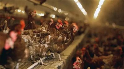 عاجل| قانون غريب بـ