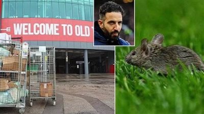 عاجل.. الفئران تغزو ملعب مانشستر يونايتد 