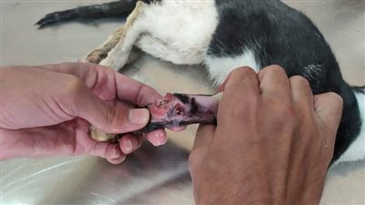 بالصور.. إعادة تثبيت كسر بعظم القدم لقط في جراحة لفريق بطب بيطري الغربية