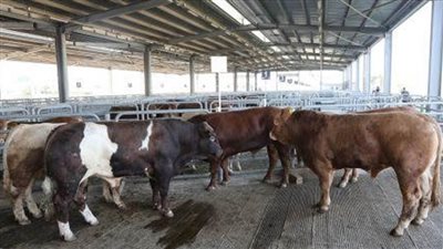 كوت ديفوار تتخذ إجراءات في قطاعي تربية الاسماك والثروة الحيوانية 