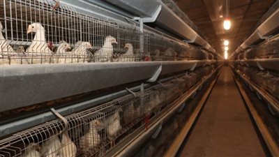 سكرتير بني سويف يتفقد مشروعات الدواجن المركزية شرق النيل