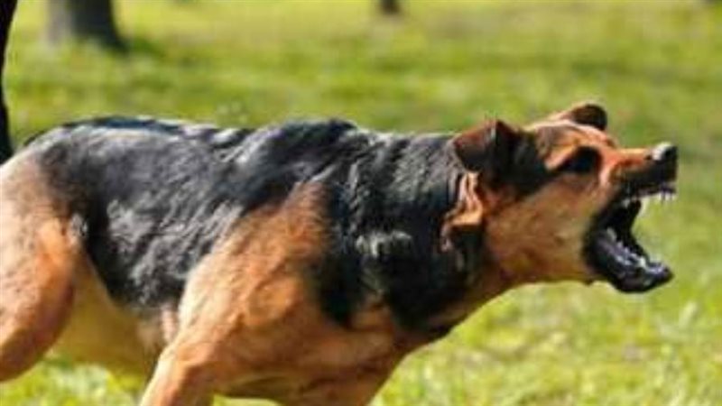 كلب ضال بملوي