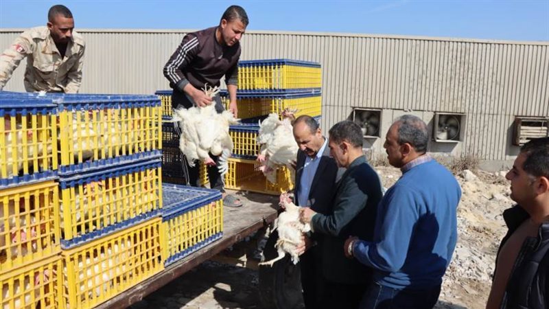 مشروعاات الدواجن