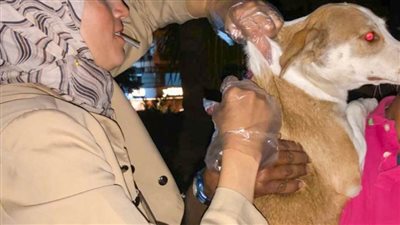 استجابة لشكاوى المواطنين محافظ الإسكندرية يكلف بتكثيف حملات تطعيم كلاب الشوارع ضد مرض السعار