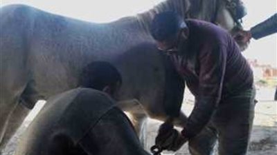 ضبط جزار بتهمة ذبح حصان ببني سويف