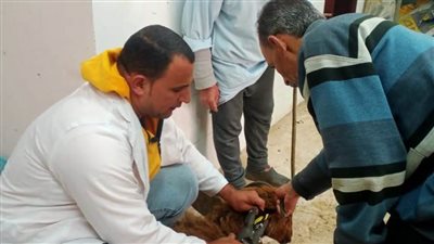 علاج 2911 رأس ماشية وتجريع  490 آخرين وعقد 71 ندوة توعوية 