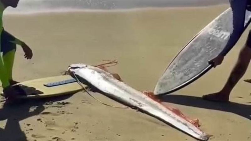 سمكة يوم القيامة