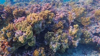 عاجل.. تفاصيل كارثة في الحاجز المرجاني العظيم