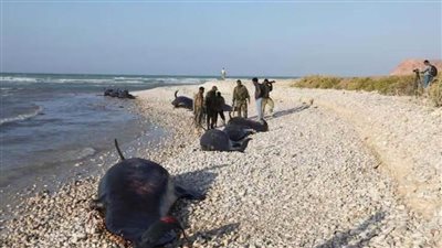 عاجل.. بالصور|  120دلفينًا نافقًا تلقيهم مياه البحر الأحمر على الشاطىء