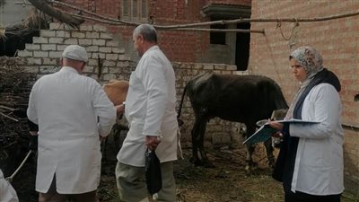 تحصين 32343 رأس ماشية ضد مرضي الجلد العقدي  وجدري الأغنام بالبحيرة