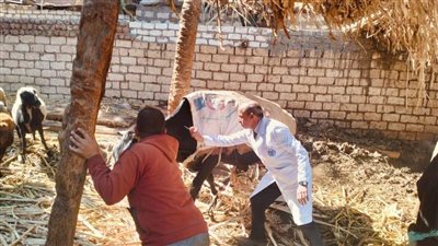 محافظ أسيوط: مواصلة تنفيذ حملة تحصين ضد الأمراض الوبائية والجلد العقدي وجدري الأغنام بالقرى والنجوع 