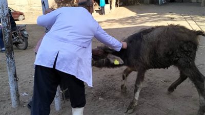 بيطرى الغربية يحصن 66 ألف رأس ماشية 