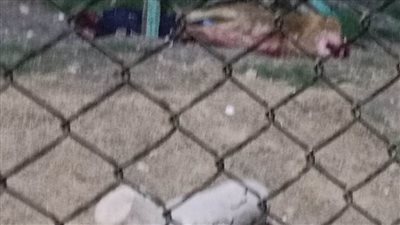 عاجل.. أسد حديقة حيوان الفيوم يلتهم حارسه وسط ذهول رواد الحديقة 