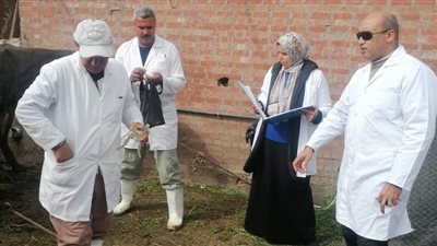 تحصين 135 ألفا و355 رأس ماشية ضد الجلد العقدي و900 طائر بلقاح إنفلونزا الطيور بالبحيرة 