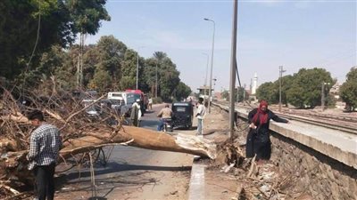 سقوط شجرة على أحد المارة بالجزيرة شمال أسوان