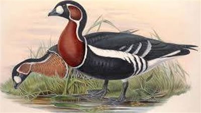 عاجل.. الصيد الجائر يستهدف ذات الصدر الأحمر 