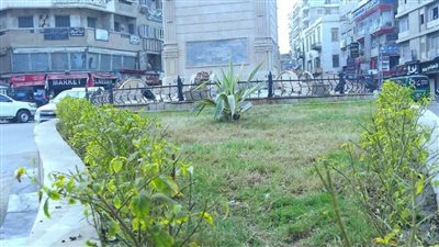  بالصور.. محافظ الغربية: ميدان الساعة بحي أول طنطا يتحول إلى واحة خضراء
