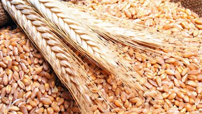 وزير الزراعة الكازاخي يؤكد استعداد بلاده لتلبية احتياجات مصر من القمح والحبوب