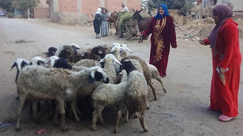 تحصين ماشية بالغربية