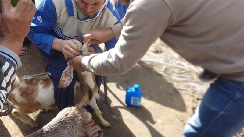 تحصين ماشية