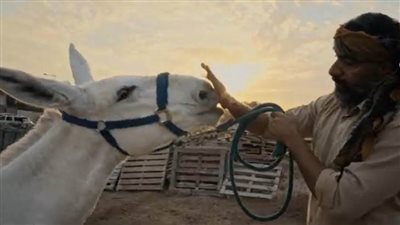 مخرج فيلم برسار: يكشف عالم سباق الحمير في البحرين