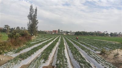 زراعة ما يقرب من 20 ألف فدان بالإسماعيلية من بينها 8 آلاف فدان بالقنطرة غرب