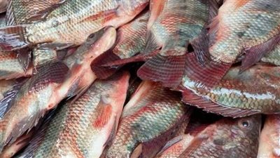 سعر الأسماك اليوم الأربعاء 12 فبراير 2025