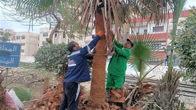  بالصور.. محافظ الغربية: حملات تشجير موسعة في المحلة الكبرى 