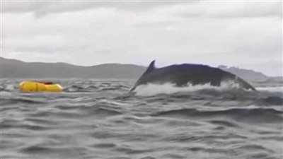 عاجل.. بالفيديو| حوت يبتلع شابًا على طريقة نبي الله يونس