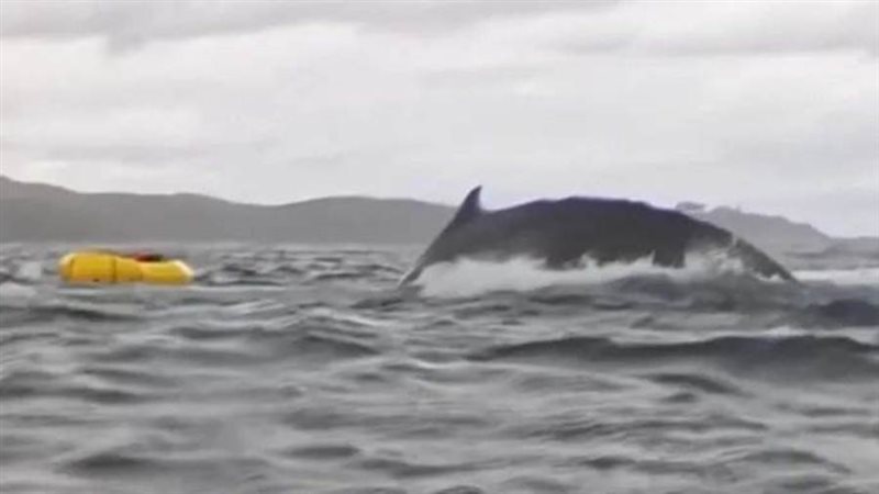 لحظة هجوم الحوت