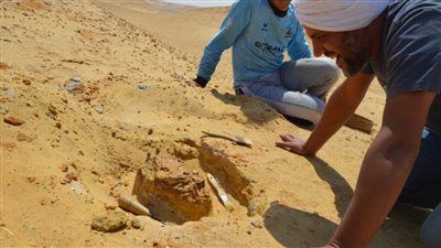 جامعة المنصورة تكتشف جنسًا جديدًا من الثدييات المفترسة عاشت قبل 30 مليون عام